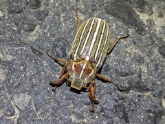 Polyphylla crinita