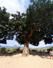 Ficus ovata