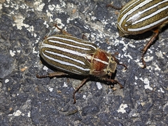 Polyphylla crinita