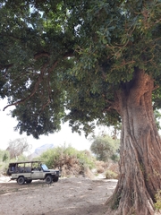 Ficus ovata