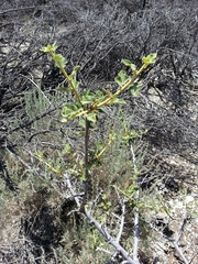 Fremontodendron