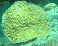 Echinopora hirsutissima