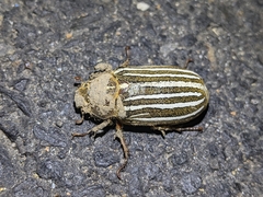 Polyphylla crinita