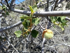 Fremontodendron
