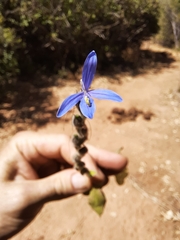 Megalochlamys