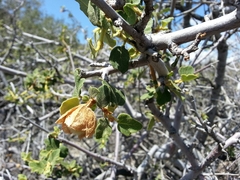 Fremontodendron