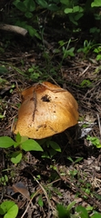 Fungi