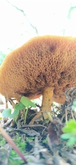 Fungi