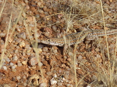 Meroles suborbitalis