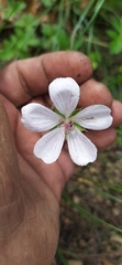 Geranium