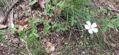 Geranium