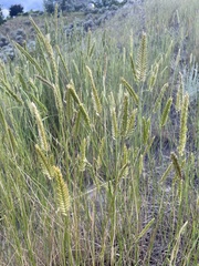 Agropyron cristatum