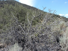Fremontodendron