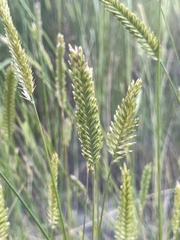 Agropyron cristatum