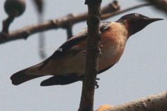 Saroglossa spilopterus