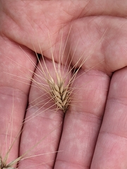 Hordeum murinum