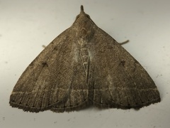 Zanclognatha protumnusalis