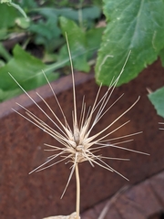 Hordeum murinum