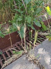 Hordeum murinum