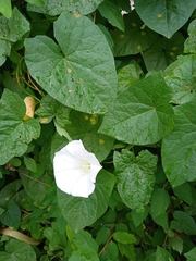 Calystegia sepium