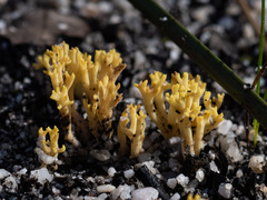 Ramariopsis crocea