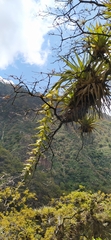Tillandsia prodigiosa