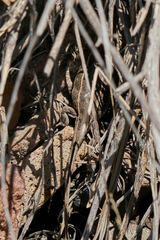Sceloporus slevini