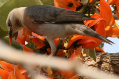 Acridotheres burmannicus