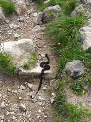 Vipera berus marasso