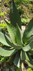 Agave