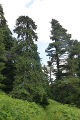Pinus peuce