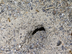 Myrmecocystus testaceus