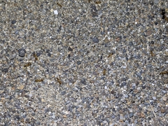 Myrmecocystus testaceus