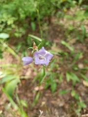 Campanula persicifolia