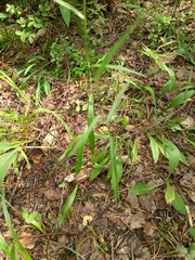 Campanula persicifolia