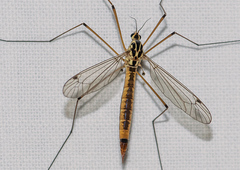 Nephrotoma cornicina