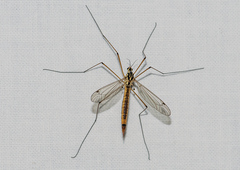 Nephrotoma cornicina