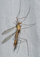 Nephrotoma cornicina