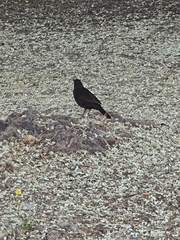 Turdus merula
