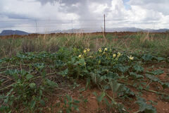 Apodanthera undulata