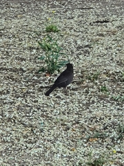 Turdus merula