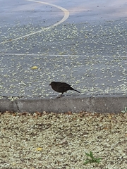 Turdus merula