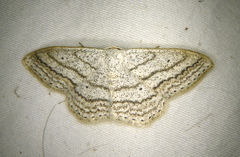 Scopula ancellata