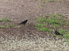 Turdus merula