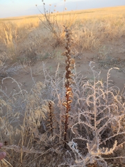 Orobanche cernua