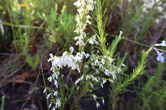 Erica lutea