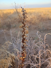 Orobanche cernua