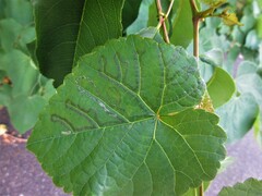 Phyllocnistis vitegenella