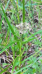 Scirpus radicans
