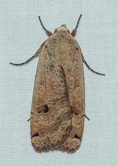 Noctua pronuba